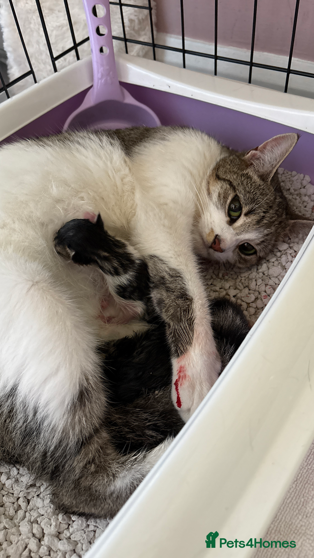Domestic Shorthair cats for sale: Tabby kittens for sale  - Image 8