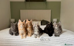 Maine Coon cats for sale: 1 red boy & 1 blue tortie Maine coon kittens  - Image 5