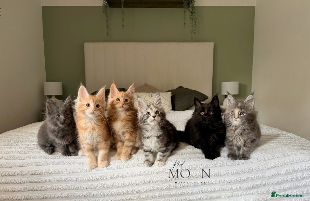 Maine Coon cats for sale: 1 red boy & 1 blue tortie Maine coon kittens  - Image 5