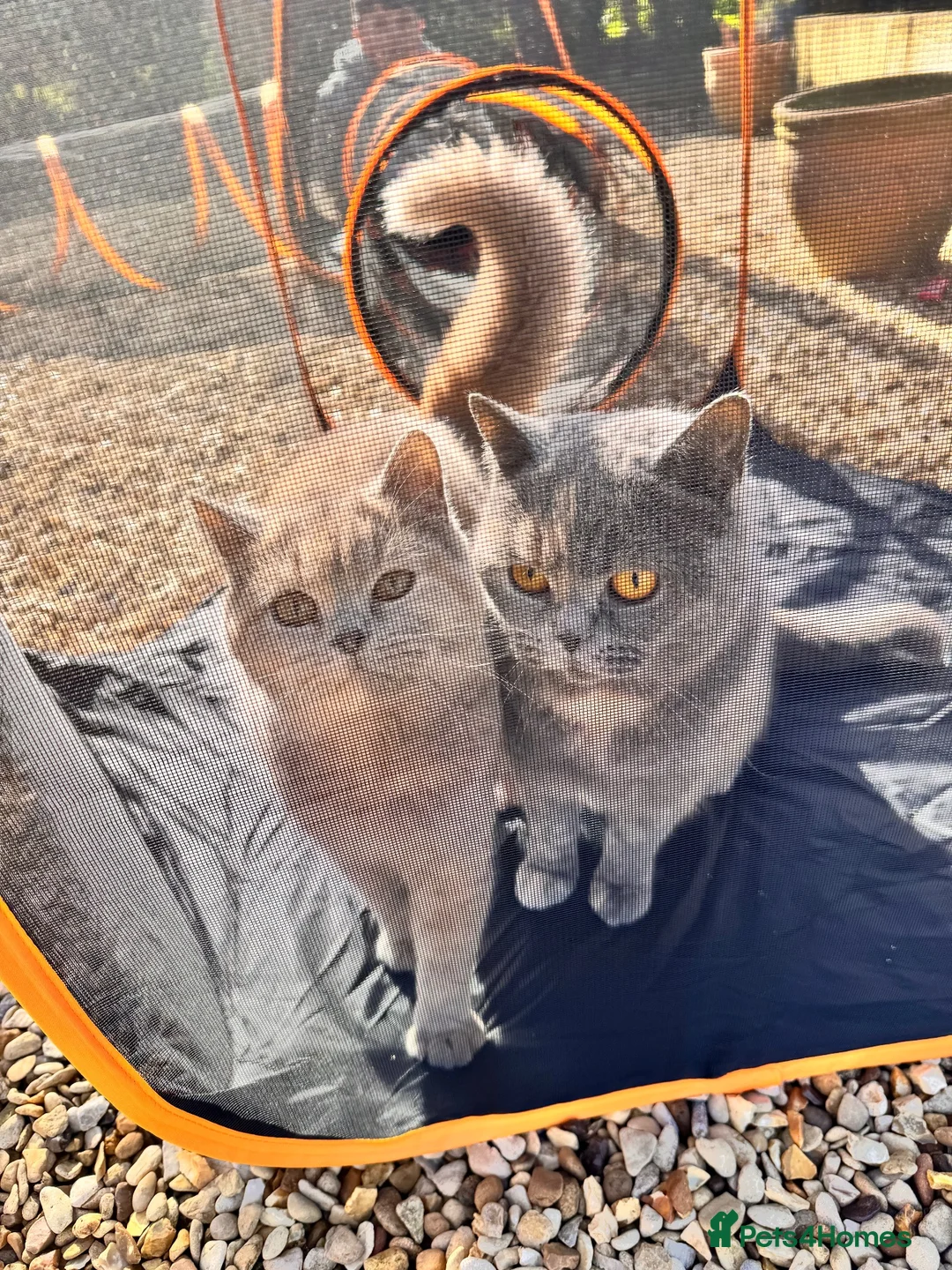 British Shorthair cats for sale: Beautiful blue tortie girl (active)  - Advert 7
