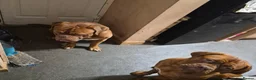 Dogue De Bordeaux dogs for stud: Beautiful male douge up for STUD  - Advert 5