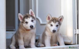 Mixed Breed dogs for sale: Fully vaccinated husky/Malamute Puppies. 3 Left  - Image 23