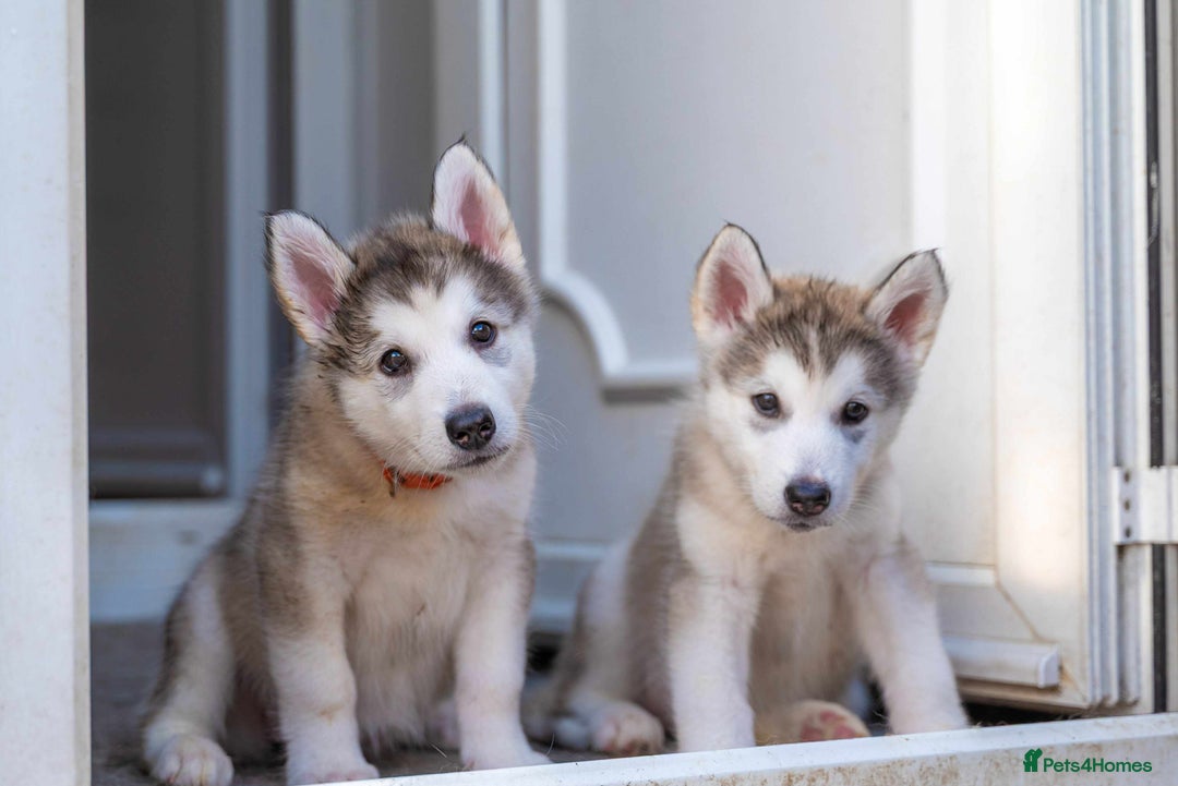 Mixed Breed dogs for sale: Fully vaccinated husky/Malamute Puppies. 3 Left  - Image 23