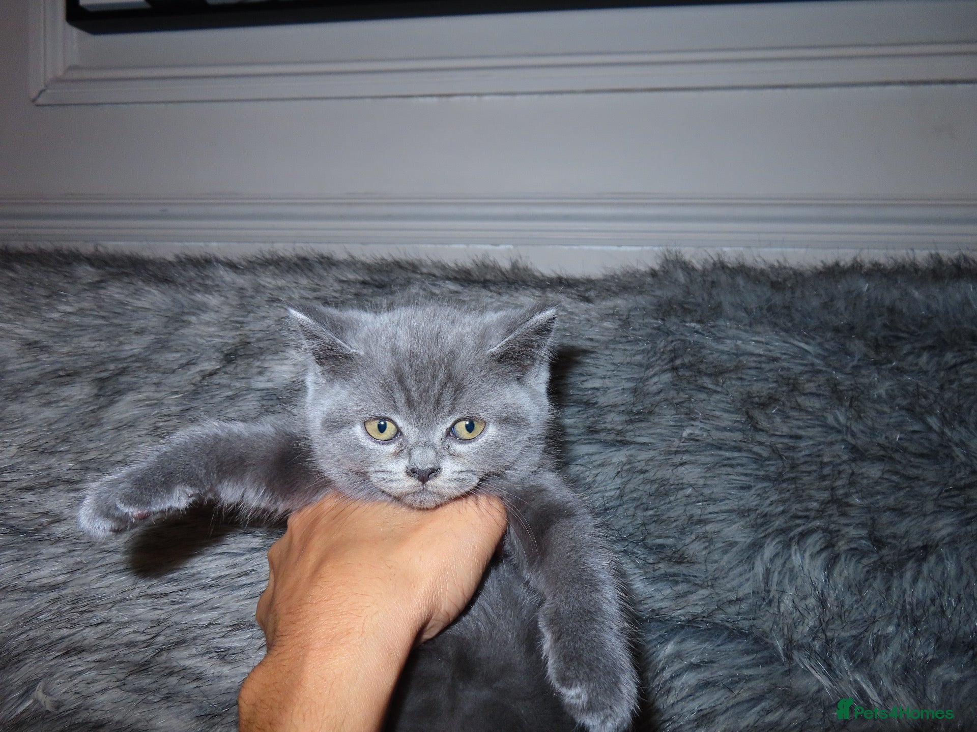 British Shorthair cats GCCF Registered British Shorthair Kittens✨ - Advert 2