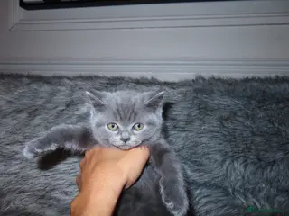 British Shorthair cats GCCF Registered British Shorthair Kittens✨ - Advert 3
