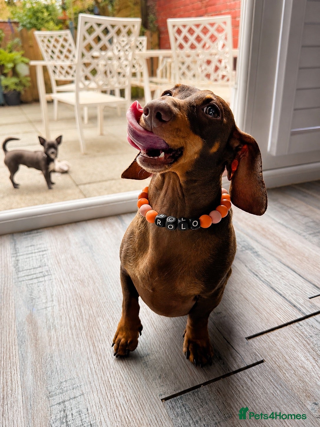 Miniature Dachshund dogs 2.5 year old male miniature dachshund KC reg - Advert 1