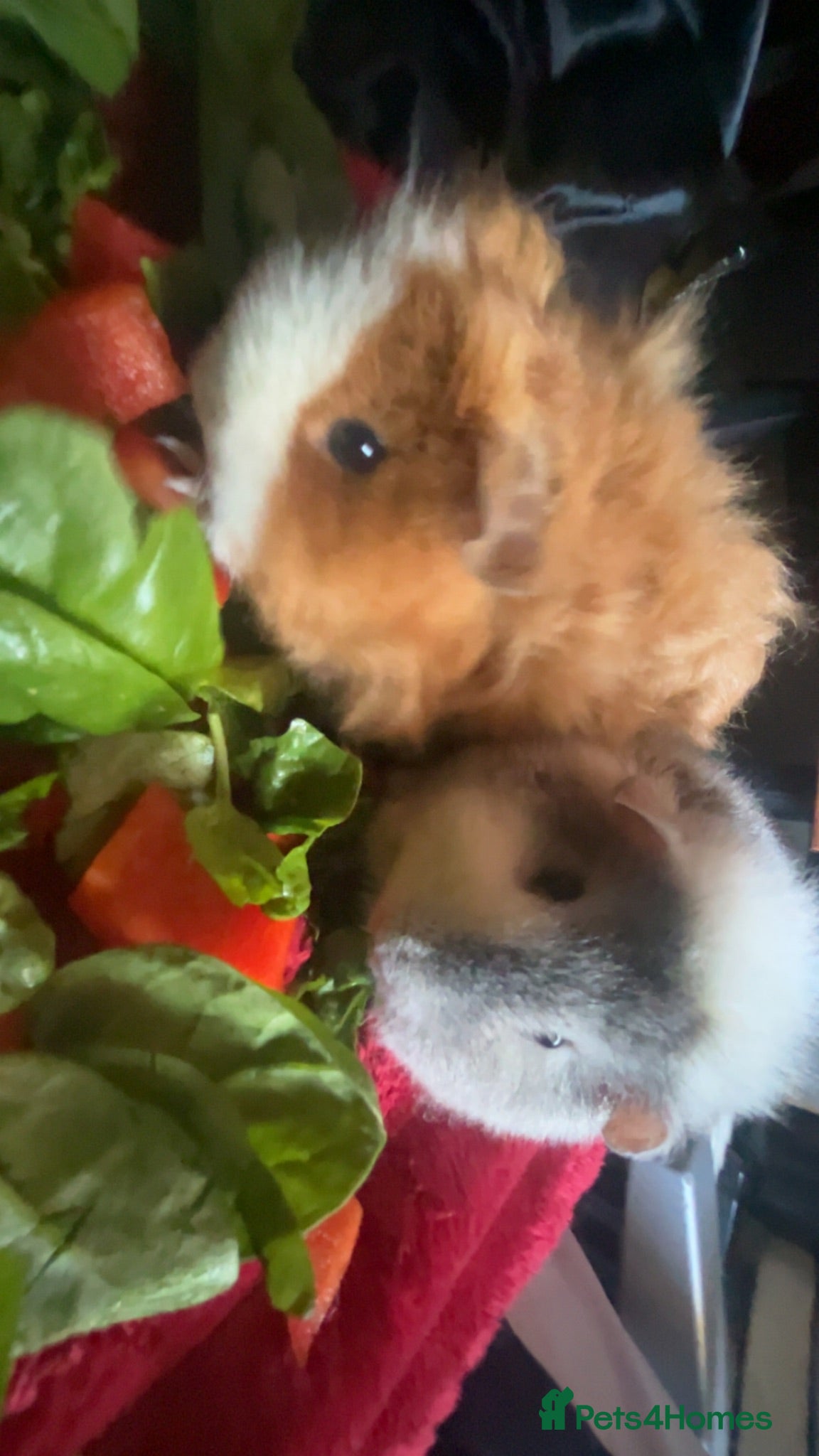 Guinea Pig rodents Two Female Guinea Pigs - Advert 1