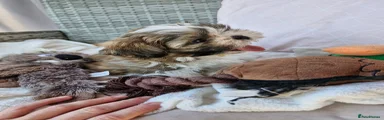 Shih Tzu 3