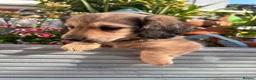Miniature Dachshund dogs for sale: Kennel club registered mini LH Daschunds  - Advert 7