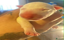 English Bull Terrier dogs for sale: English bull terrier puppies  - Advert 7