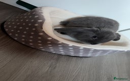 Mini Lop rabbits for sale: Smokey the mini lop!  - Image 3