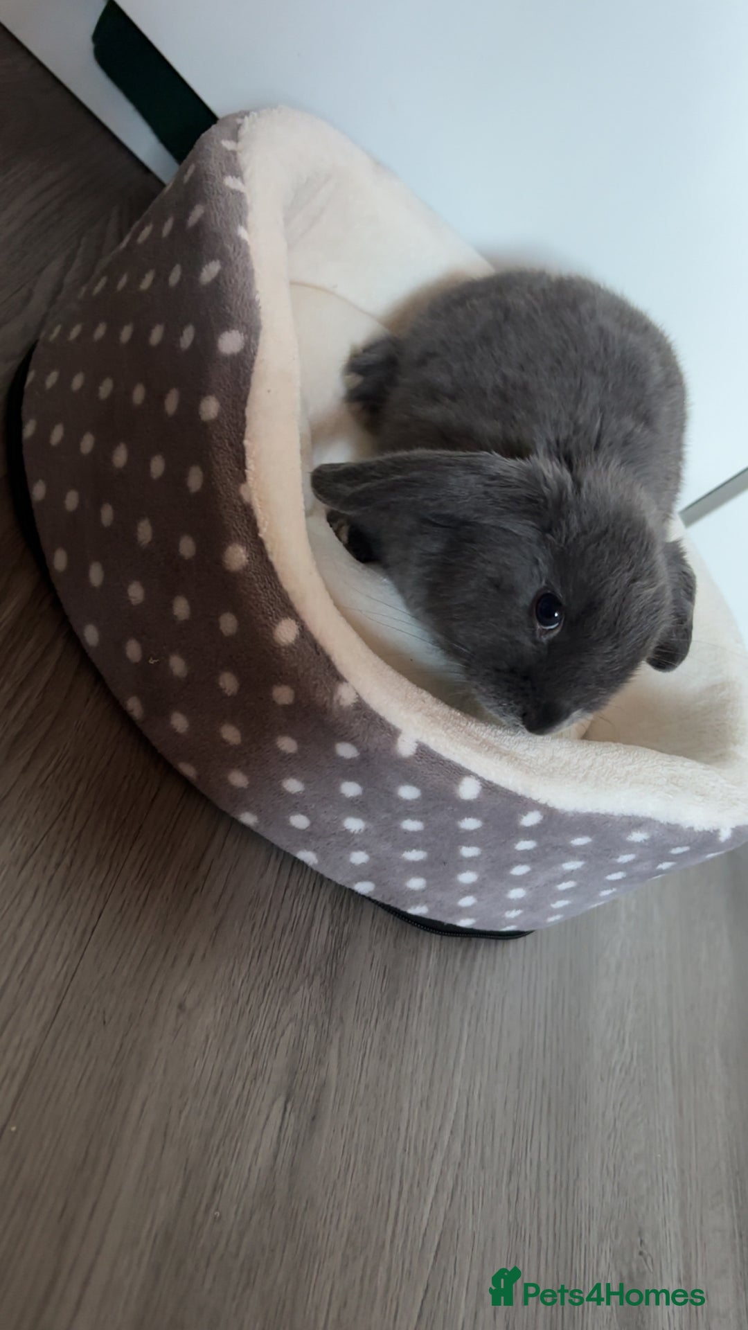 Mini Lop rabbits for sale: Smokey the mini lop!  - Image 3