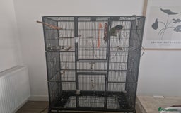 Parakeets birds for sale: Lord derby parakeet - Image 4