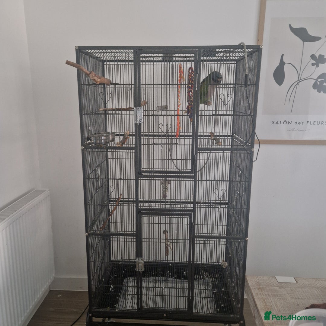 Parakeets birds for sale: Lord derby parakeet - Image 4