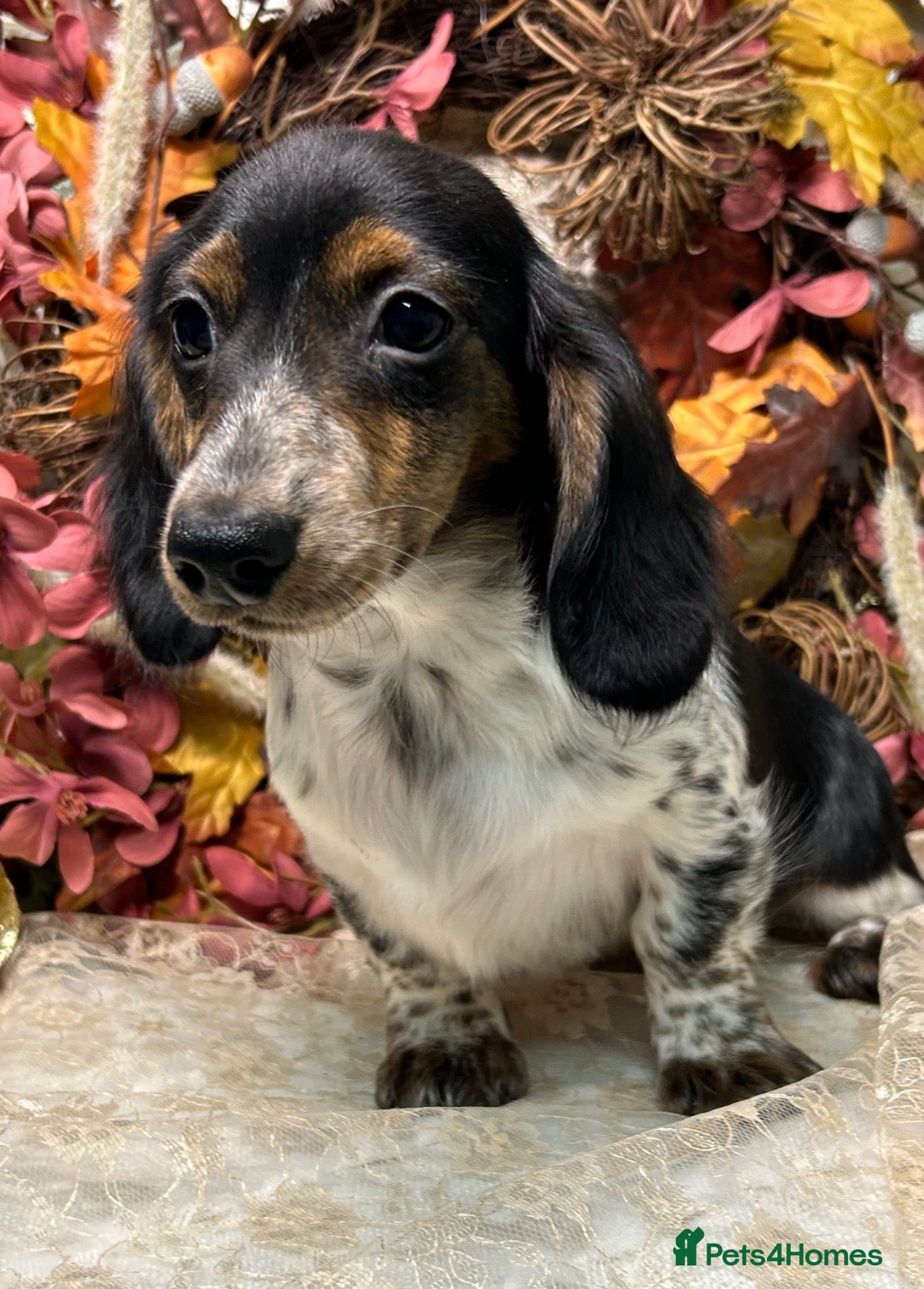 Miniature Dachshund dogs KC Miniature Dachshund Puppies - Advert 2