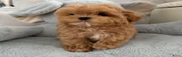 Maltipoo dogs for sale: 🧸READY NOW True Asian Maltipoo Pups DNA Clear🧸 - Advert 4