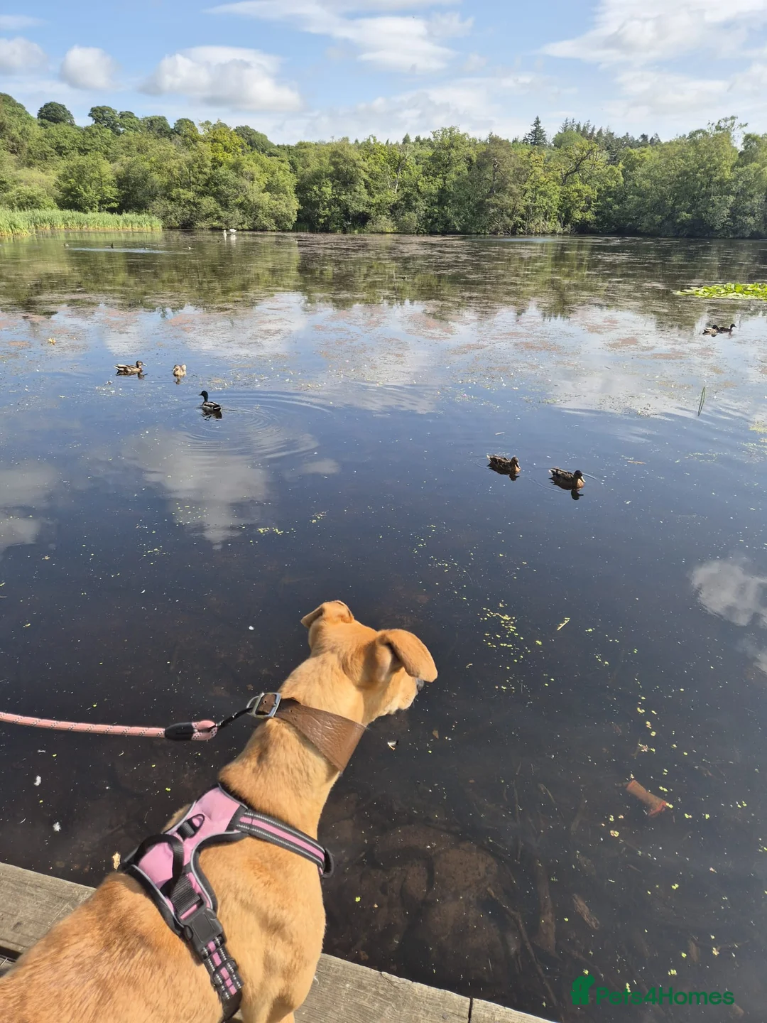 Greyhound dogs for sale: Lovely greyhound  - Advert 2