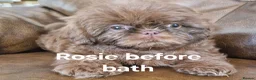 Shih Tzu dogs for sale: 5  imperial. Shih Tzu pups wanting forever homes  - Advert 9
