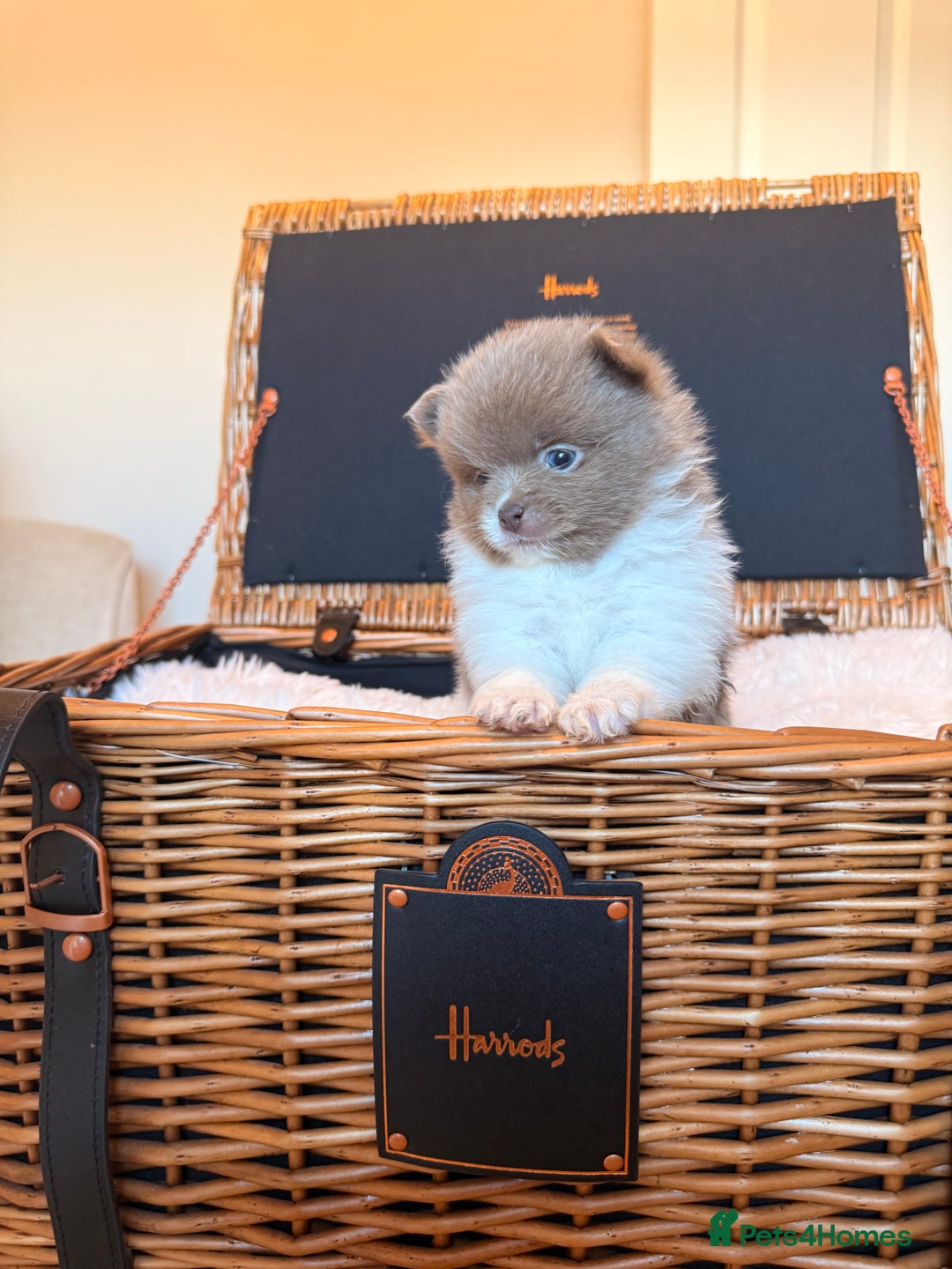 Pomeranian dogs for sale: KC Registered Lilac Pomeranian Puppies 💜 - Advert 16