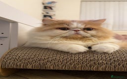 Persian cats for stud: My king Toulouse  - Image 2