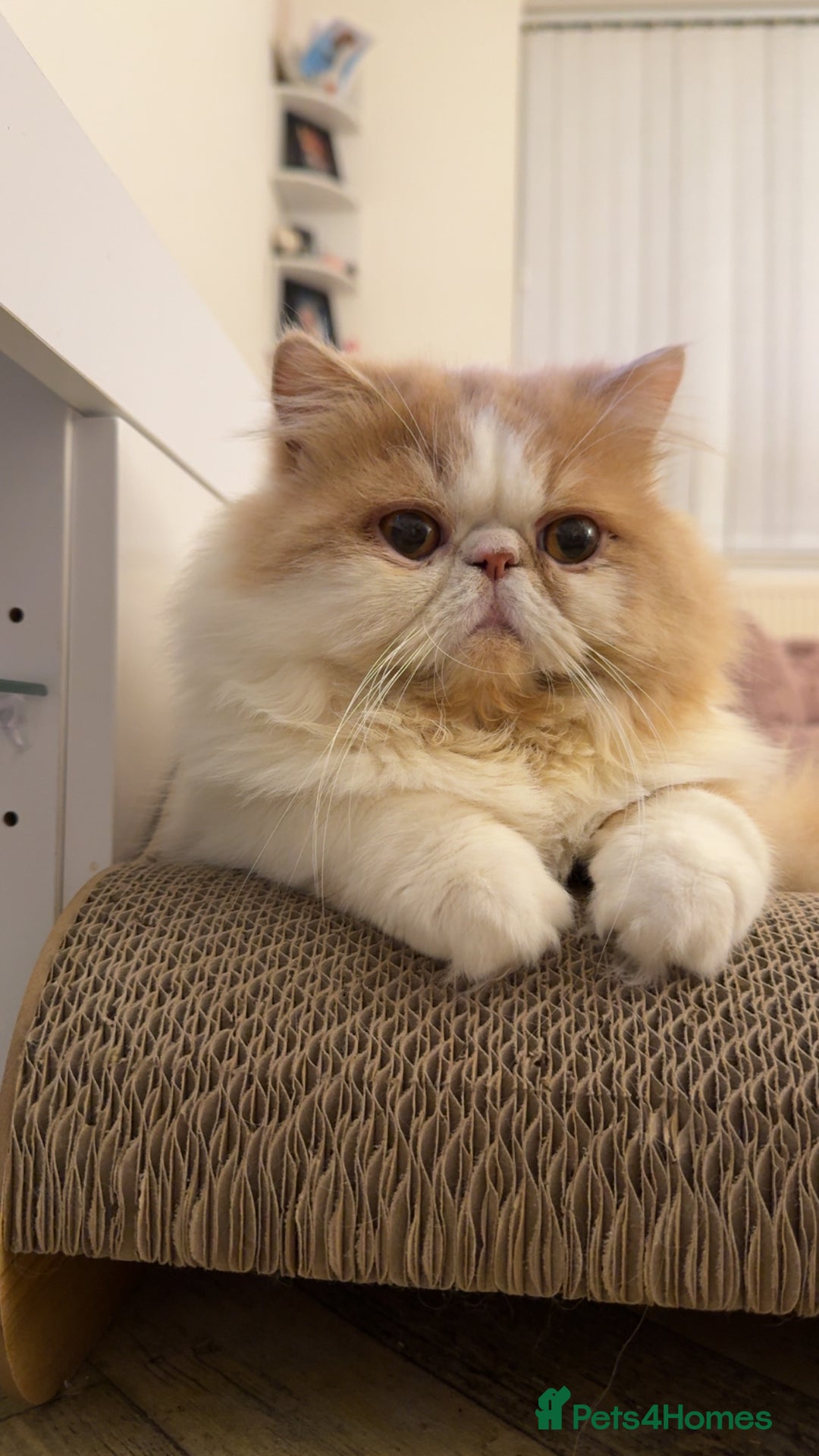 Persian cats for stud: My king Toulouse  - Image 2