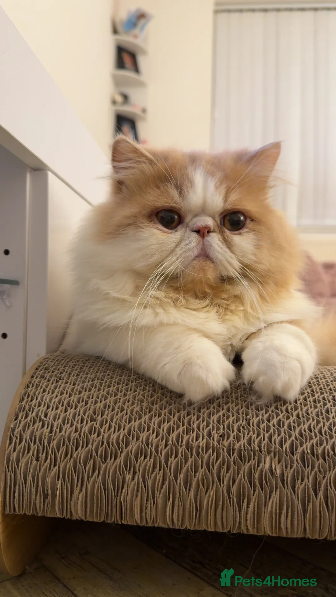 Persian cats for stud: My king Toulouse  - Advert 3