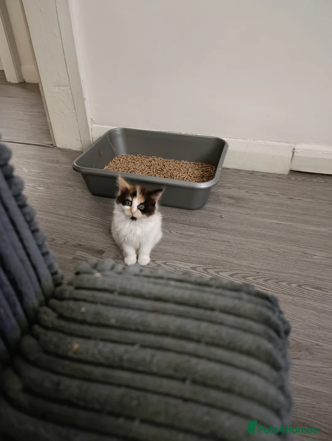 Mixed Breed cats for sale: Mini covs :D - Advert 15