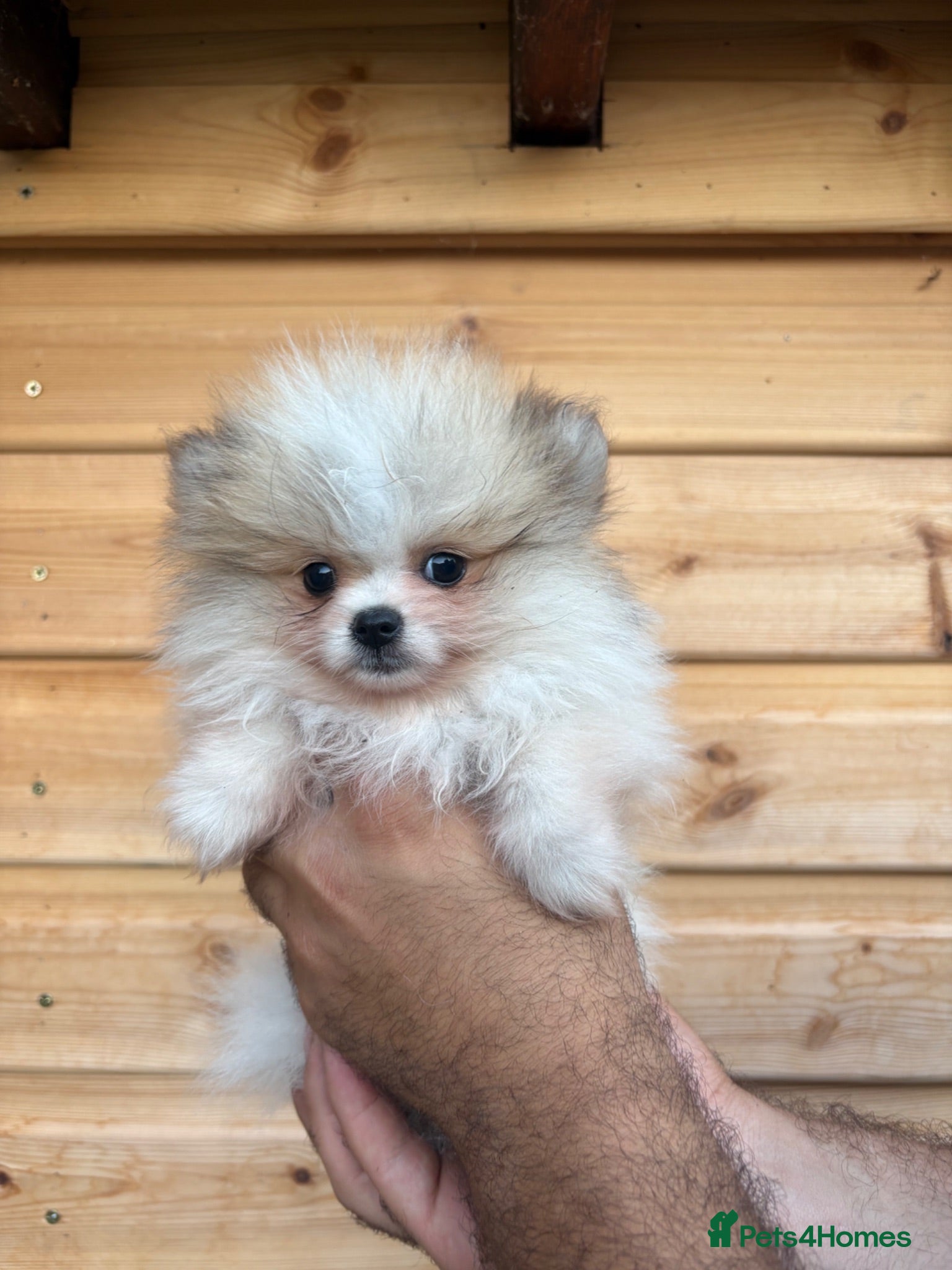 Pomeranian dogs TINY🏆 Merle & cream Pomeranian 🐾puppy’s   - Advert 1