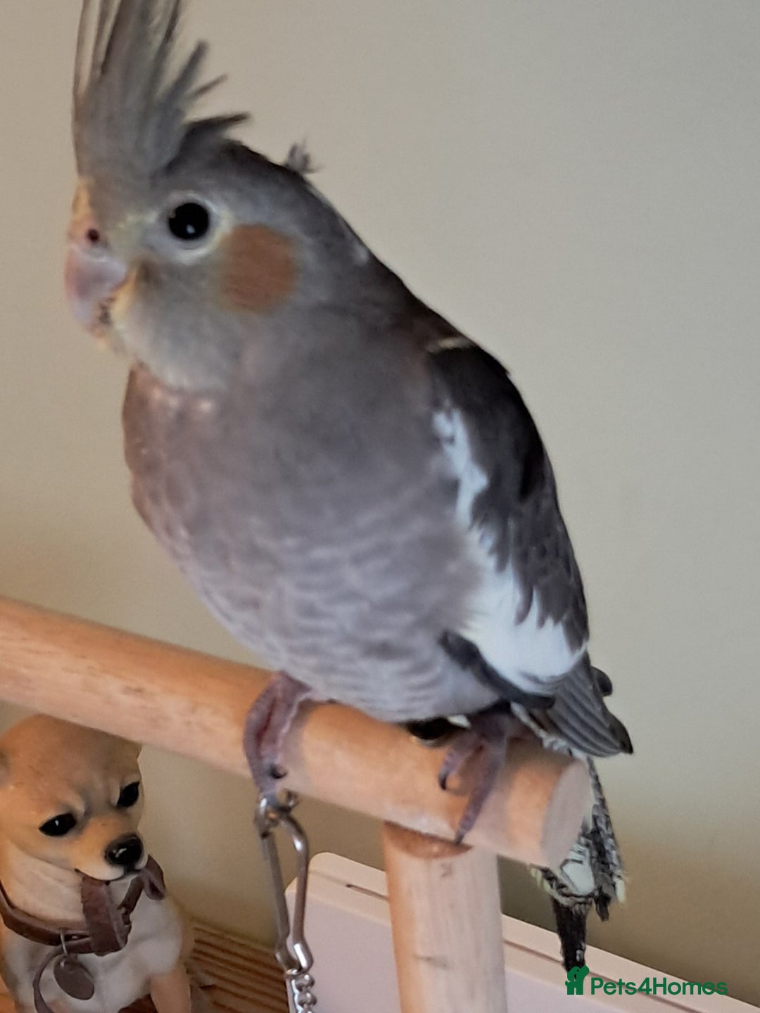 Cockatiels birds for sale: Hand reared baby cocktails very tame and ready  - Image 3