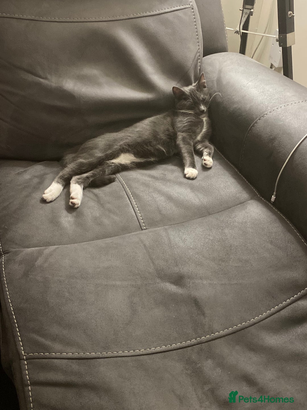 Mixed Breed cats for sale: 5 black and white kittens  - Advert 5