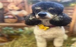 Sproodle dogs for sale: Sproodle pups F1bb fully vaccinated  1 left Girl  - Image 1