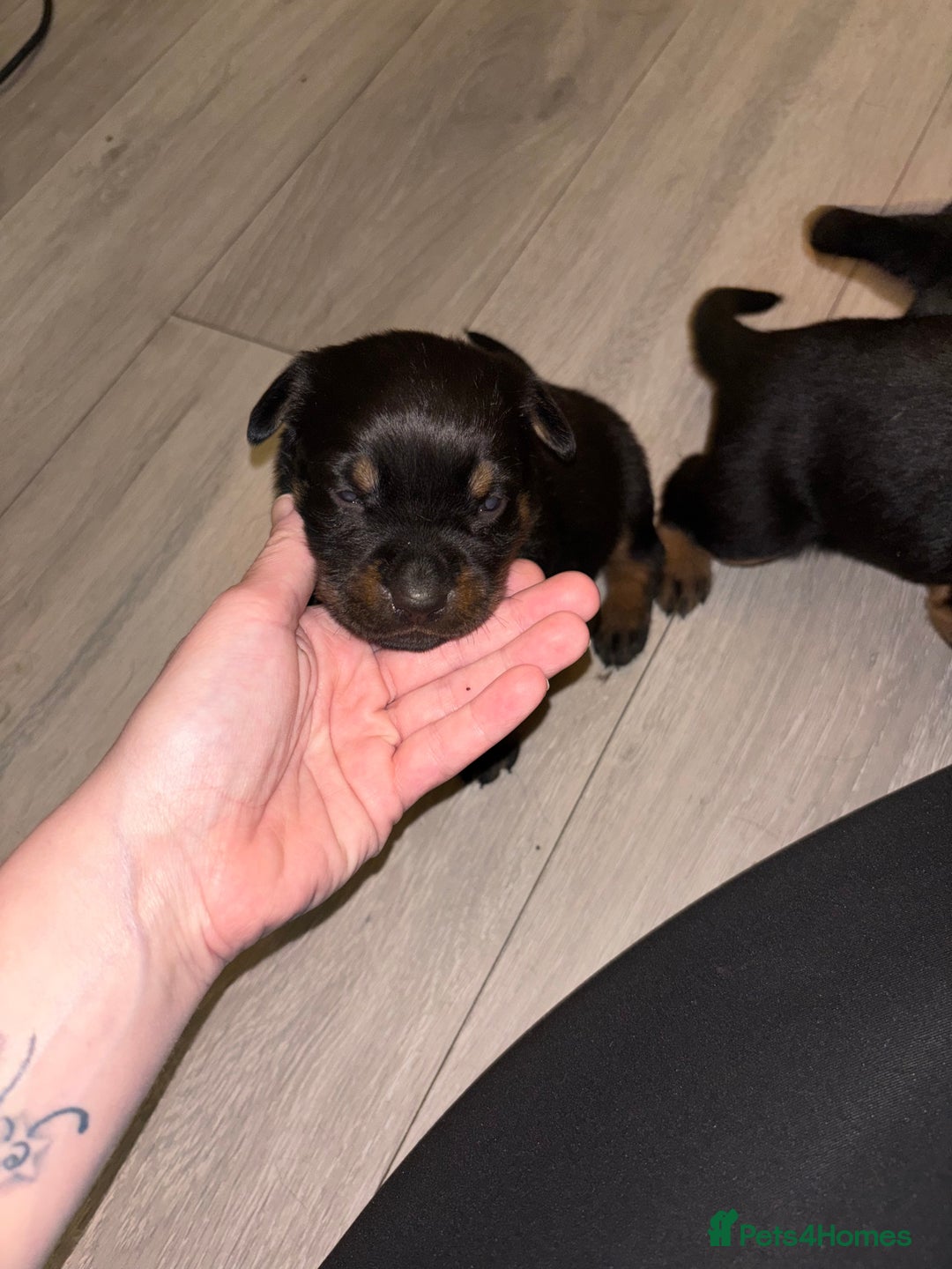 Rottweiler dogs for sale: 7 stunning chunky full breed Rottweilers  - Advert 10