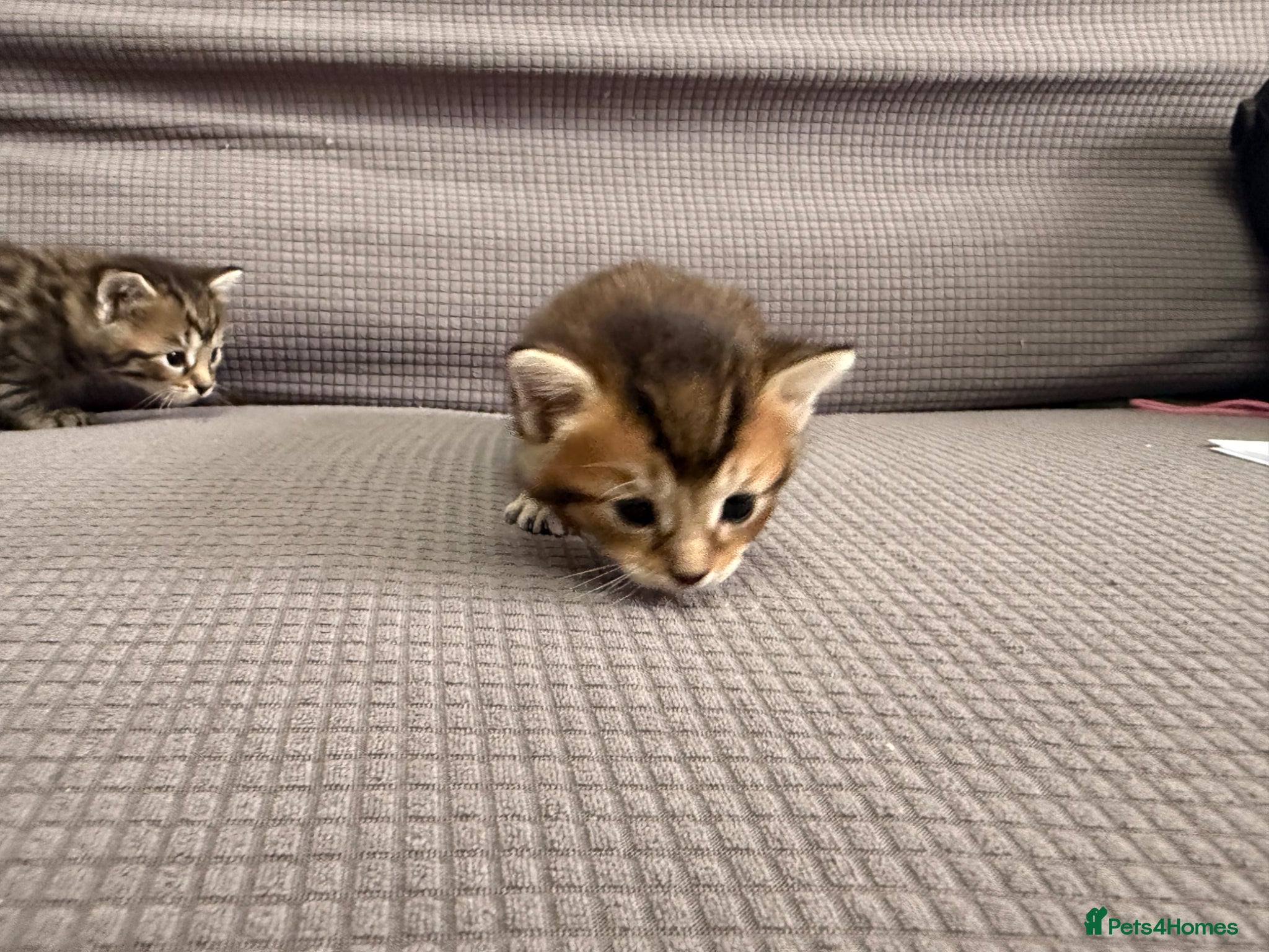 Mixed Breed cats for sale: Beautiful little kittens for sale - Advert 6