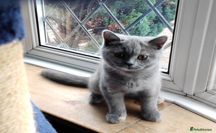 British Shorthair cats - Advert 1