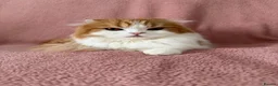 Ragdoll cats for sale: Beautiful Scottish Fold & Ragdoll Doll Mix Kittens - Advert 9