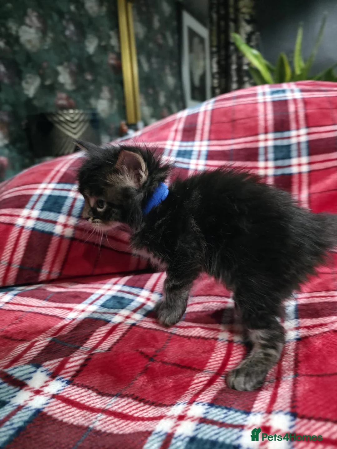 Maine Coon cats for sale: TICA registered Russian lineage Maine coon kittens - Advert 9