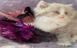 British Longhair cats for sale: Stunning British Longhair Boys TICA Registered - Image 4