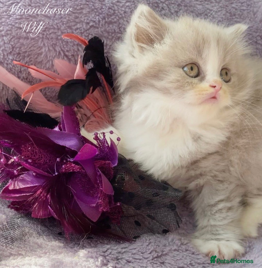 British Longhair cats for sale: Stunning British Longhair Boys TICA Registered - Image 4