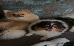 Pomeranian dogs for sale: Beautiful Pomeranians  - Image 7