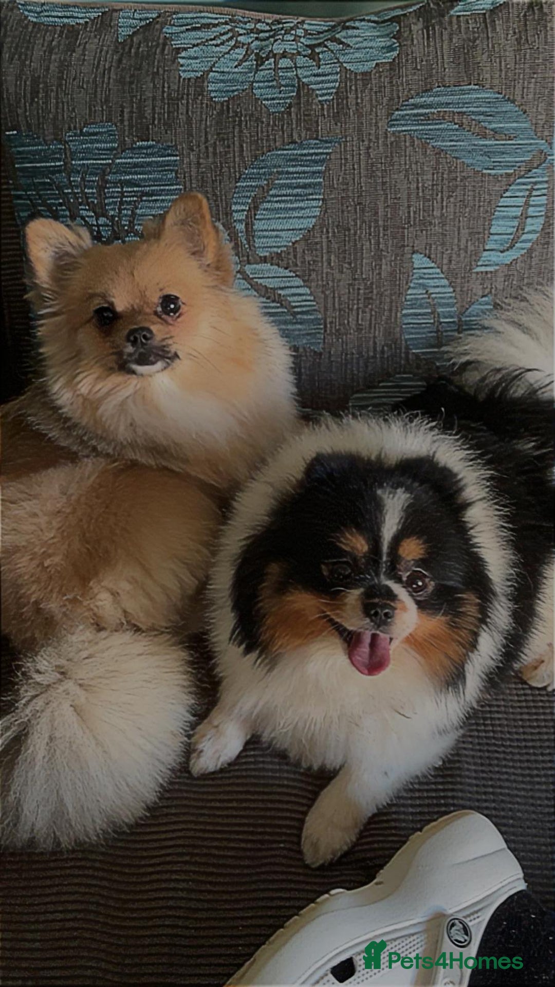 Pomeranian dogs for sale: Beautiful Pomeranians  - Image 7