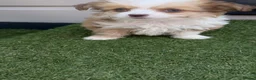 Chihuahua dogs for sale: Chihuahua puppies - Advert 2