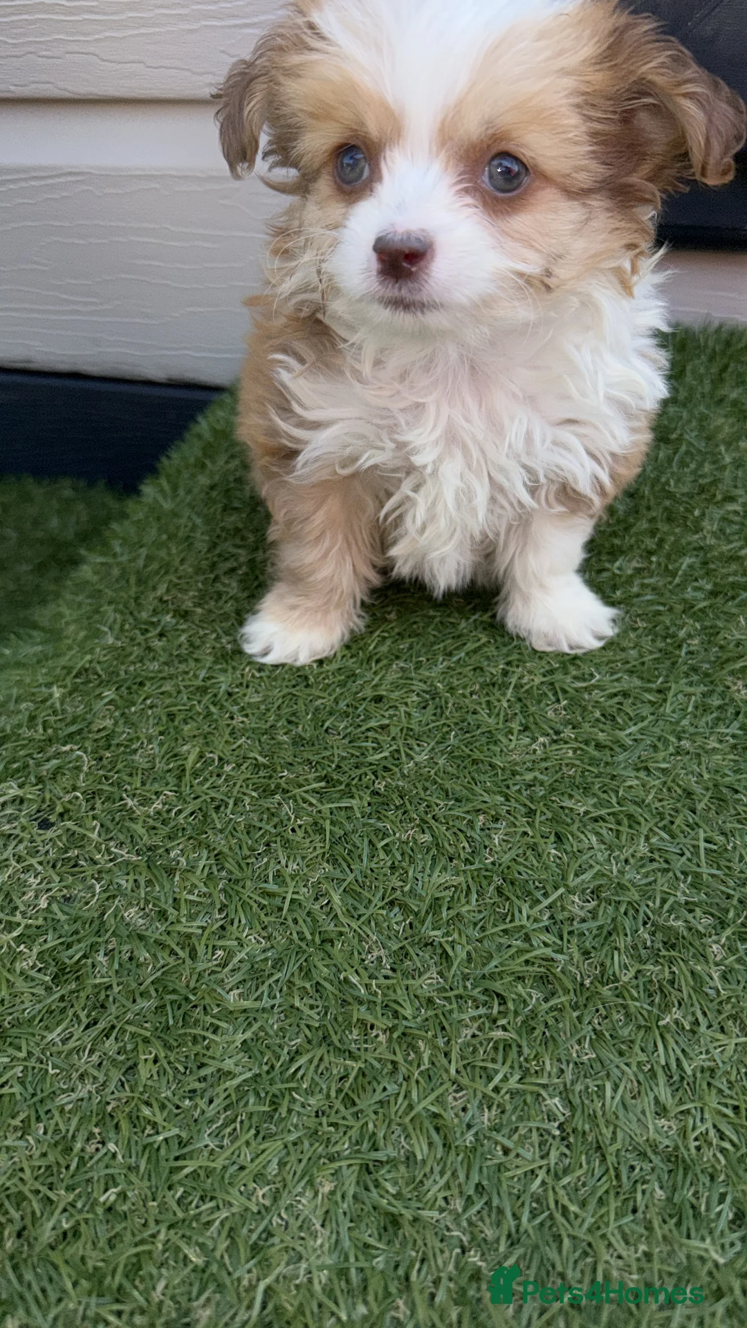 Chihuahua dogs for sale: Chihuahua puppies - Advert 2