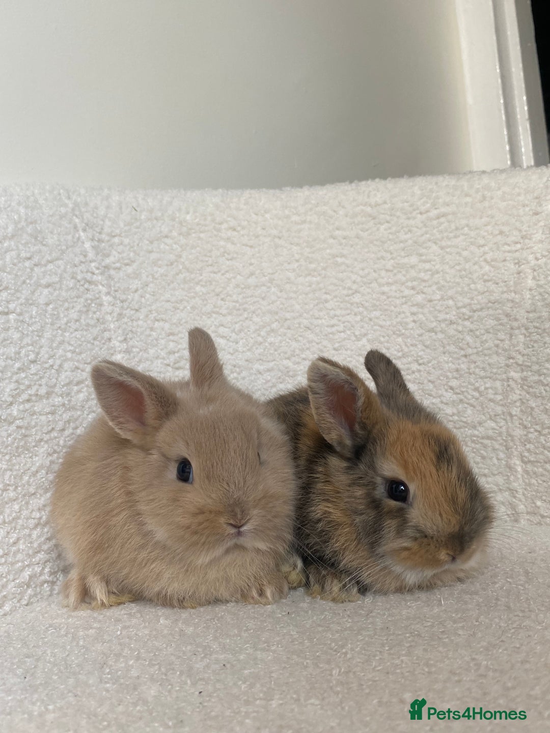 Mini Lop rabbits for sale: Mini lop cross Netherland dwarf  - Image 11
