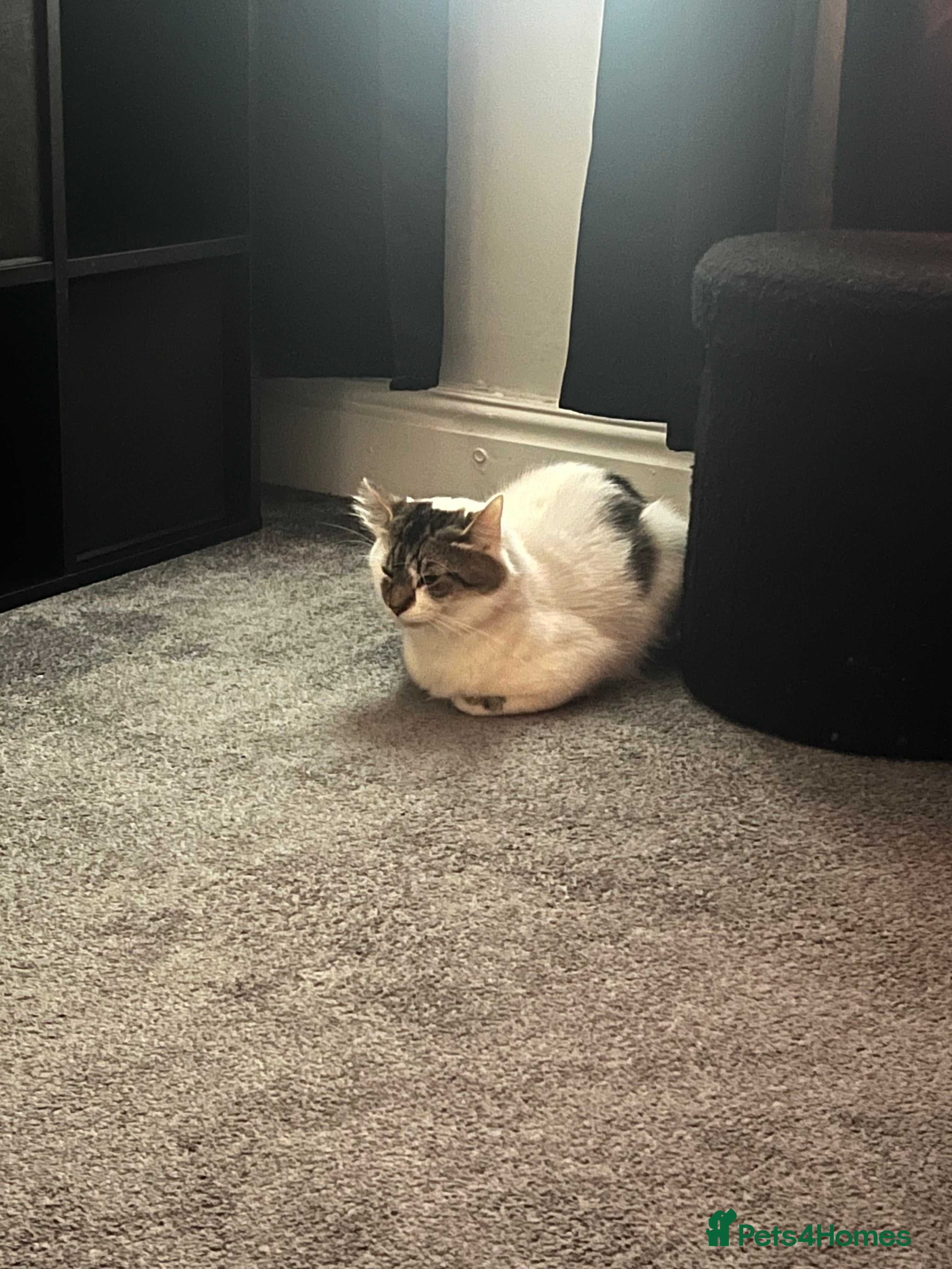 Domestic Shorthair cats Stray Male cat free - Advert 2