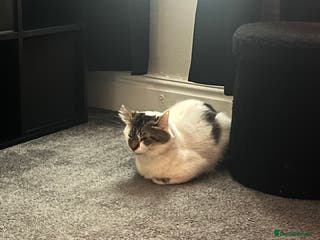 Domestic Shorthair cats Stray Male cat free - Advert 17