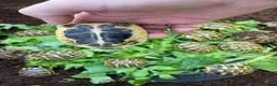 Hermann Tortoise reptiles for sale: WESTERN HERMANNS [ DWARF HERMANNS] - Advert 5