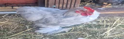 Chickens poultry for sale: Lavender pekin bantam cockeral - Advert 3