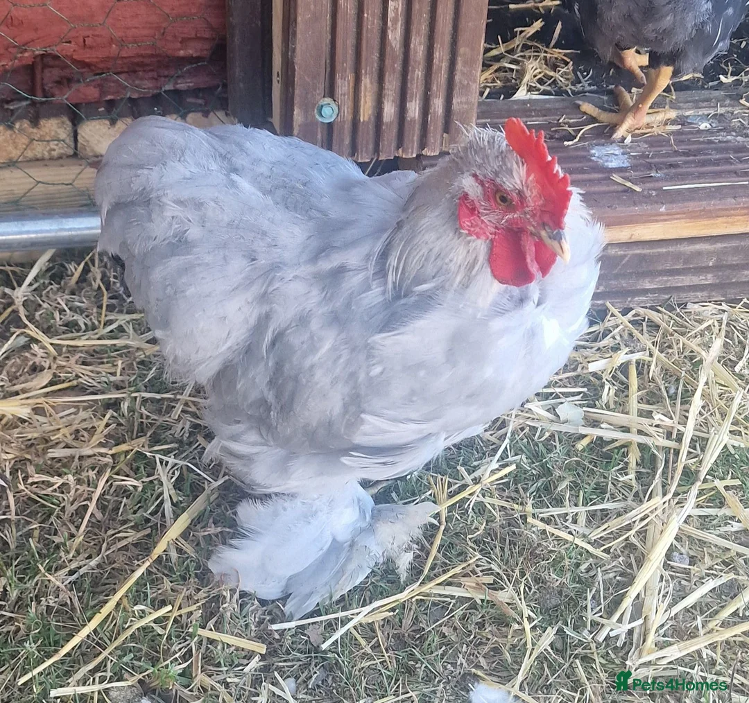 Chickens poultry for sale: Lavender pekin bantam cockeral - Advert 3