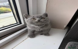 British Shorthair cats for sale: Pedigree BSH Last Female kitten ready to go!! - Image 2