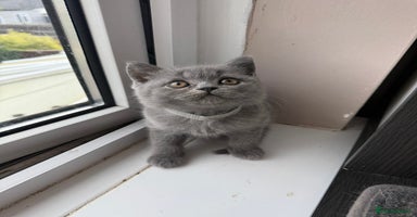 British Shorthair cats - Advert 15